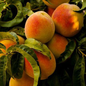 Juicy Peach e-Liquid by Hangsen | The Puffin Hut